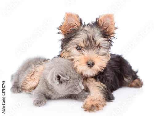 yorkshire terrier puppy hugs little kitten. isolated on white background