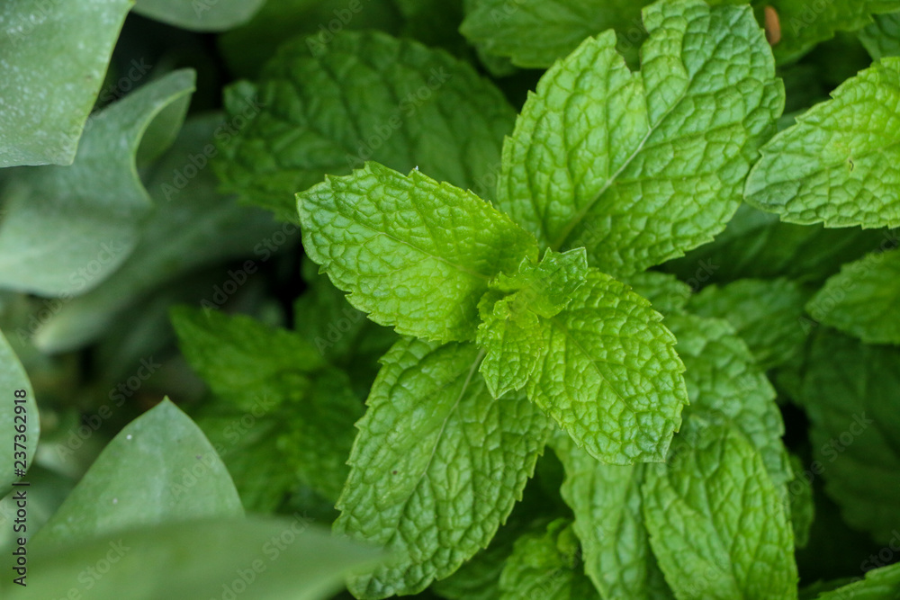 Kitchen Mint in farm Kitchen Mint in farm