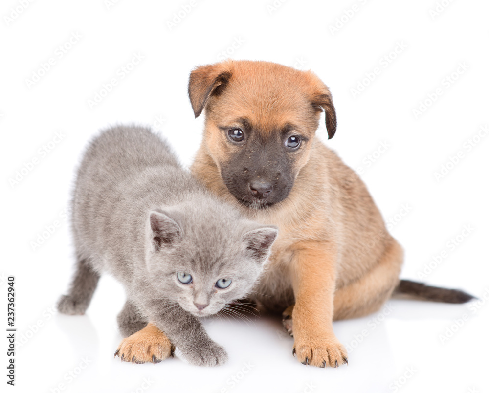 mongrel puppy and kitten looking at camera together. isolated on white background