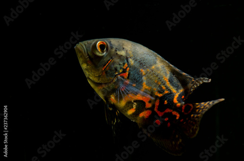oscar fish in the tank