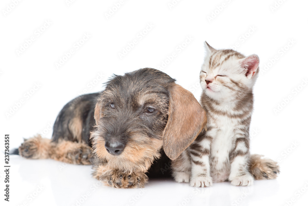 Wire-haired dachshund puppy and sleepy tiny kitten together. isolated on white background
