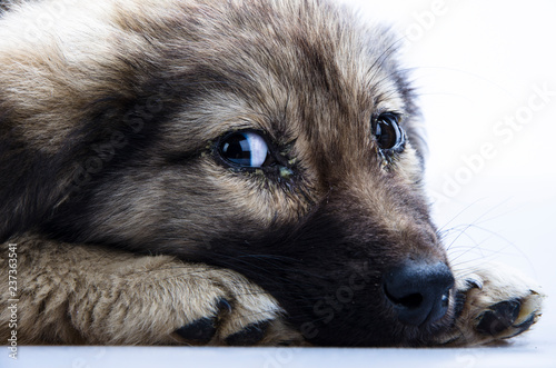 puppy resting on the table