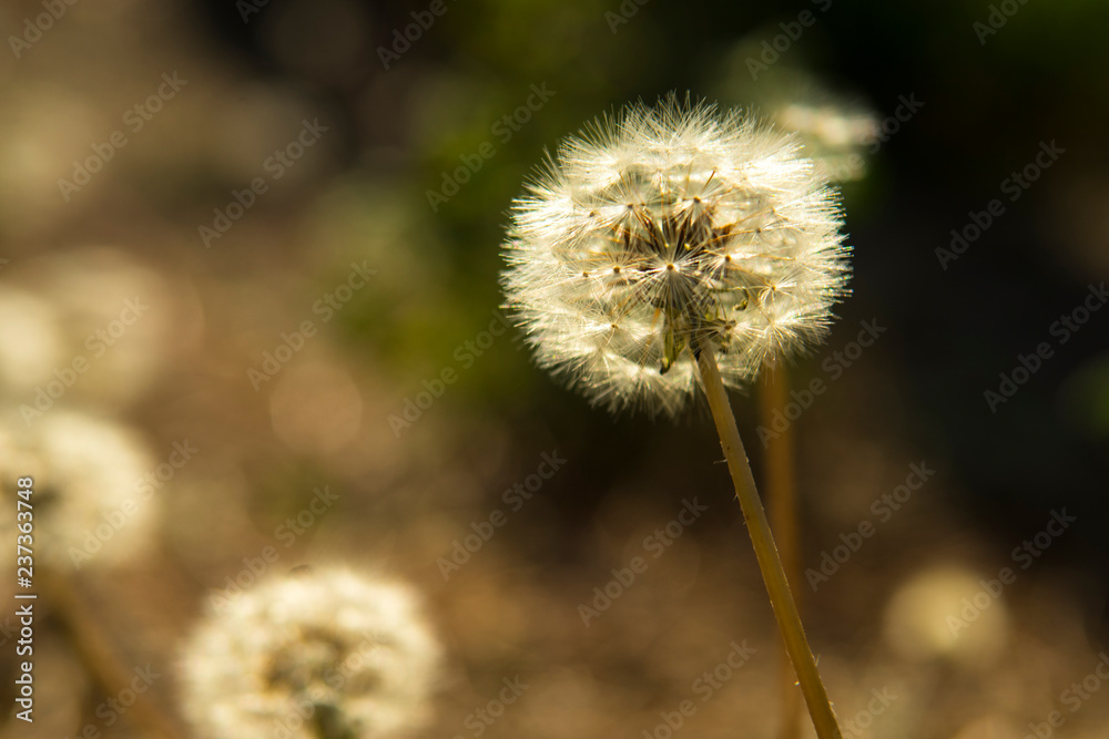 Taraxacum in the nature Taraxacum in the nature