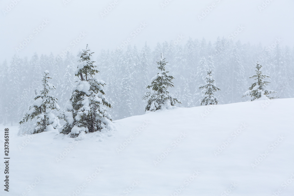 Verschneite Winterlandschaft im Nebel - Lenzerheide, Graubünden, Schweiz