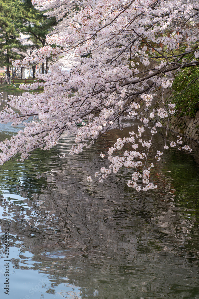 桜 桜