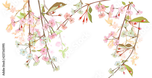 Panoramic view, horizontal border with spring blossom. Pink, bluish flowers: cherry, (sakura, almond, plum). Branches hang down from above, white background. Digital drawing, watercolor style, vector