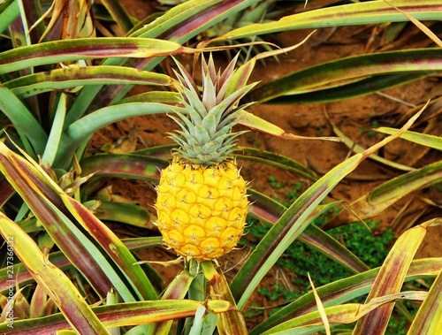 fresh pineapple