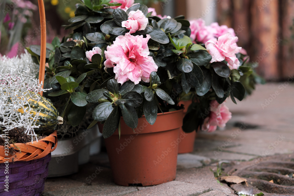 Many pots of flowers and plants are worth outdoor