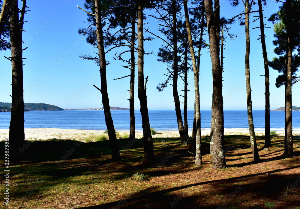 Beach with pine forest. Trees, pine needles and bright sand with vegetation in sand dunes. Blue sea, clear sky, sunny day. Galicia, Spain.
