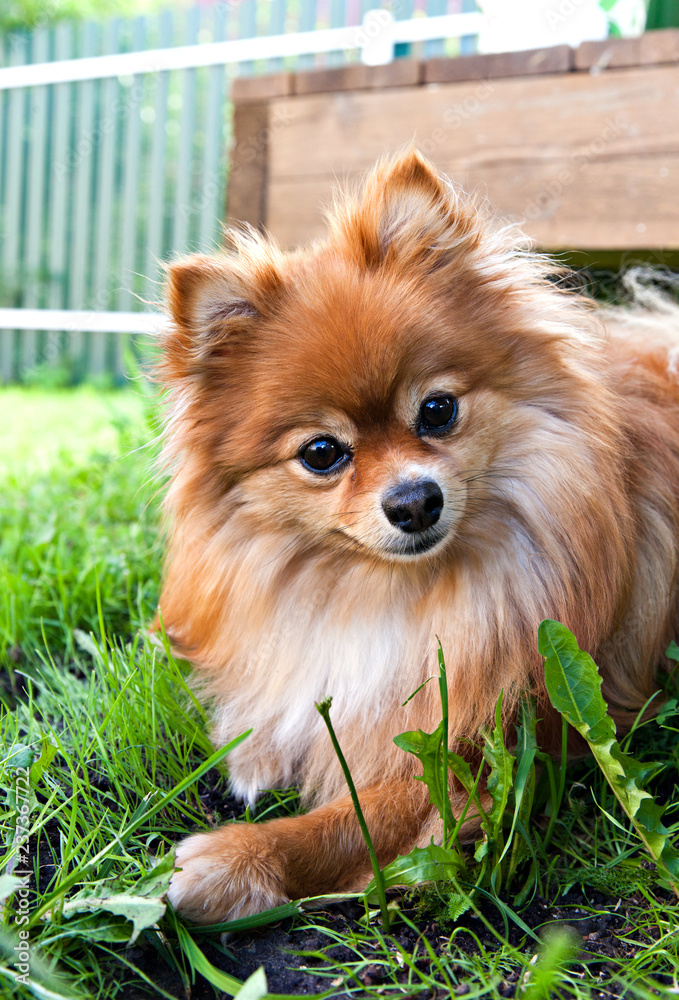 dog breed pomeranian  spitz on green grass listens to something