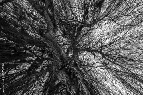 Wide Tree in October