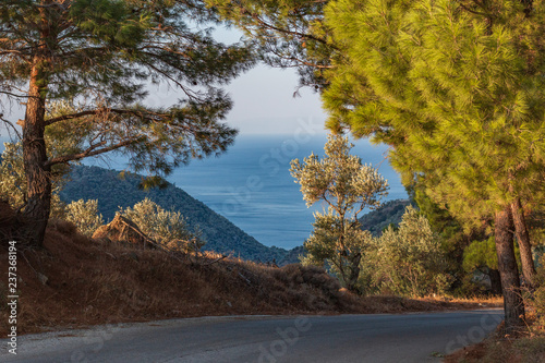  landscape with road and trees