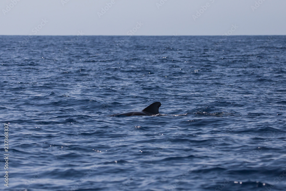 Obraz premium Calderón tropical, los Cristianos, Tenerife