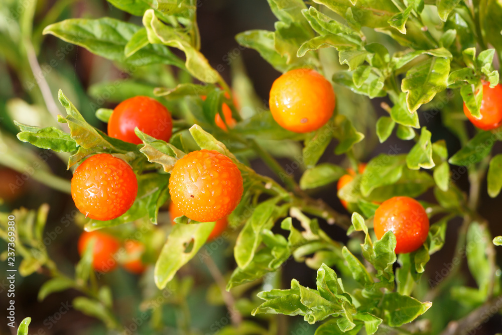 Obraz premium Plant de pommier d'amour avec ses fruits