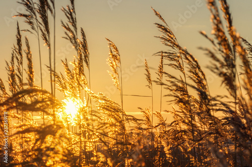 bulrush silhouette against sunlight