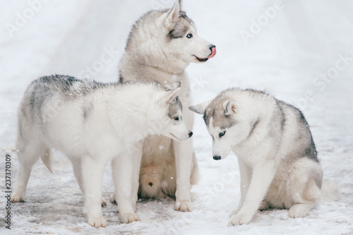 Outdoor winter portrait of ciberian husky dog family. Three  happy funny beautiful husky puppies sitting together on snowy road at nature. Cute arctic polar white dogs friendship.  Group of sweet pet