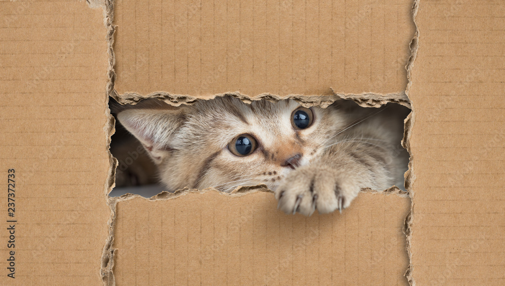 Obraz premium Funny cat looking through cardboard hole