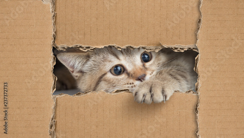 Fototapeta Naklejka Na Ścianę i Meble -  Funny cat looking through cardboard hole