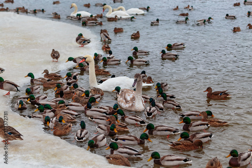 White swans surrounded by ducks swim in the freezing winter river.