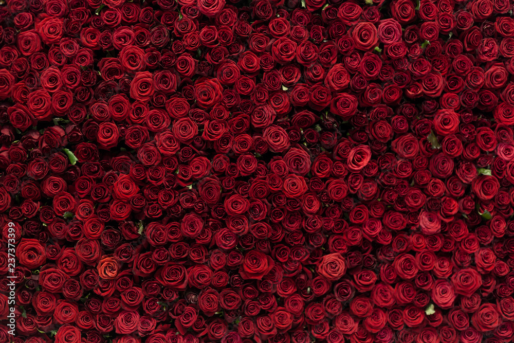 Natural red roses background, flowers wall. Roses as background picture. - obrazy, fototapety, plakaty 