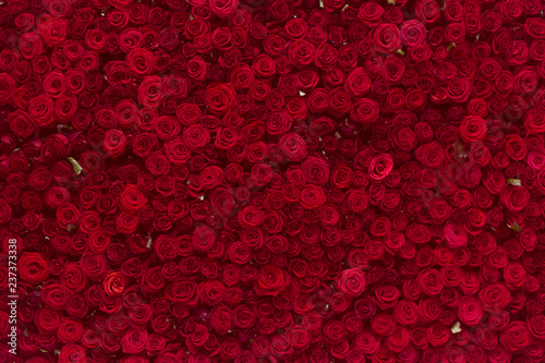 Natural red roses background, flowers wall. Roses as background picture.