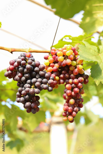 Vineyard with ripe grapes in countryside, Purple grapes hang on the vine