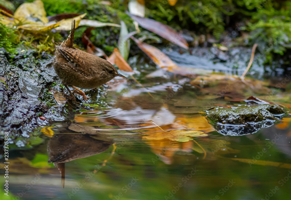 Wren songbird in forest Wren songbird in forest