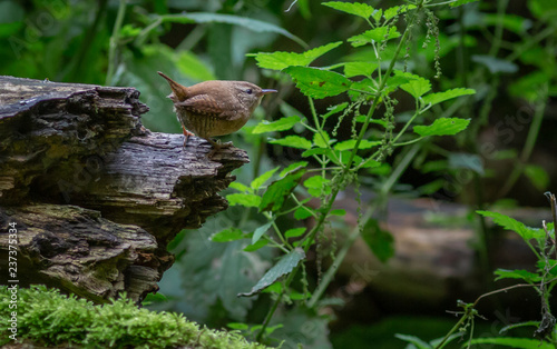 Wren songbird in forest
