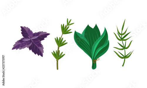 Fresh culinary herbs and salad leaves set, basil, thyme, rosemary, spinach vector Illustration on a white background