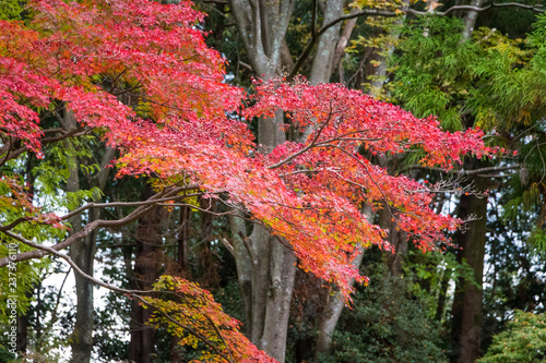 Colorful autumn leaves in a Japanese garden photo