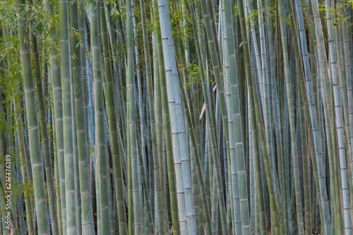 Fototapeta Naklejka Na Ścianę i Meble -   Bamboo forest at Arashiyama, Japan