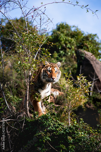 Fototapeta Naklejka Na Ścianę i Meble -  Tiger