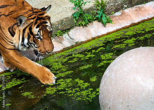 tiger playing with a ball in a mossy pool