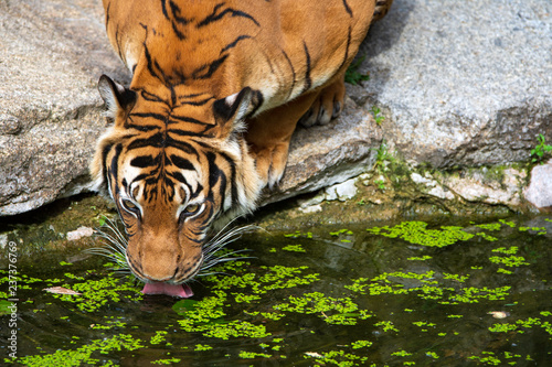 tiger taking a drink from a mossy pool