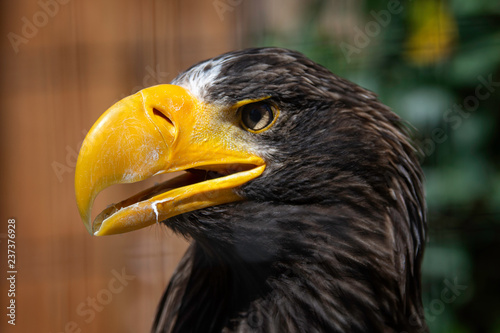 Close Up Eagle Portrait with Open Beak