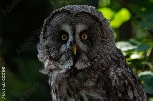 Wide Eyed Owl Portrait