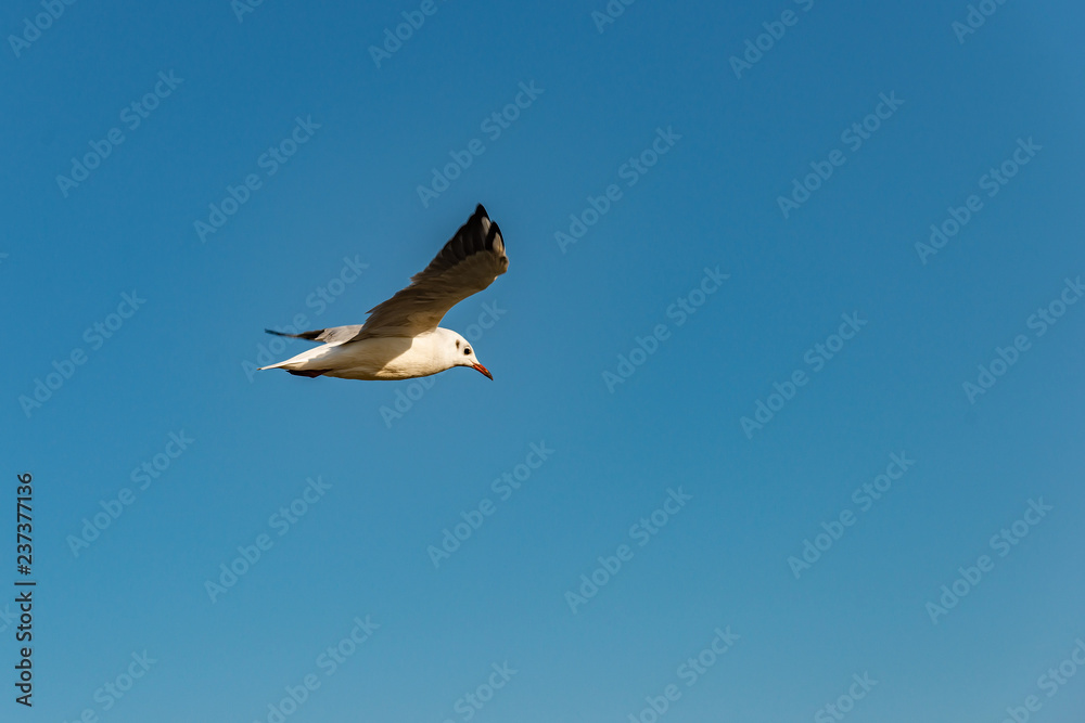 A beautiful and beautiful seagull flies high against a blue sky with open wings. A beautiful and beautiful seagull flies high against a blue sky with open wings.