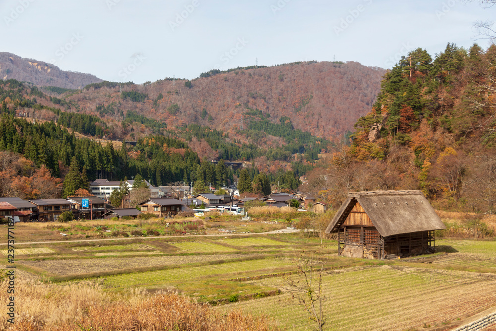 A traditional Japanese Wada farmhouse with its characteristic thick thatched roof by a hill in Shirakawa go full of trees with colorful autumn leaves 