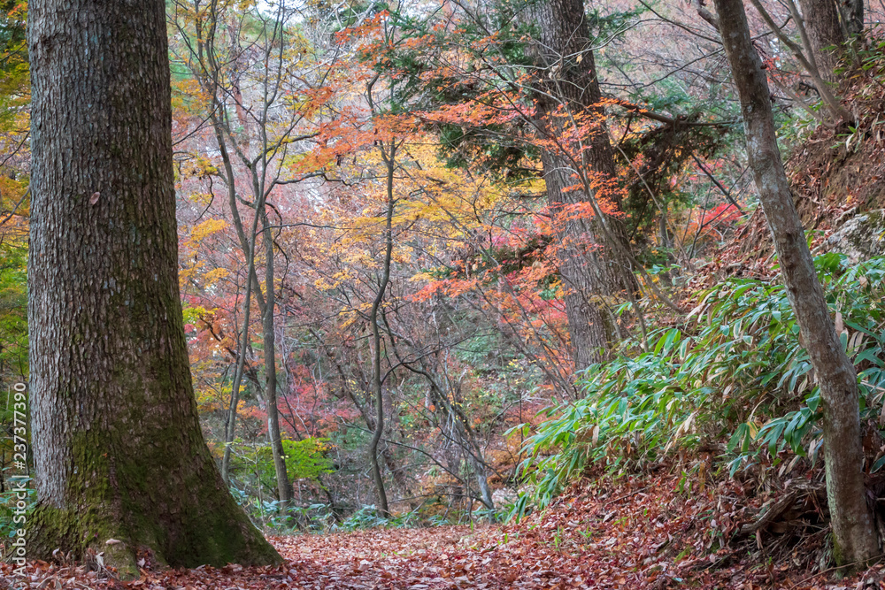 Εκτύπωση καμβά A beautiful autumn scene along a mountain road in rural Japan