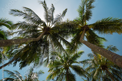 Palm tree leaf on the beach 