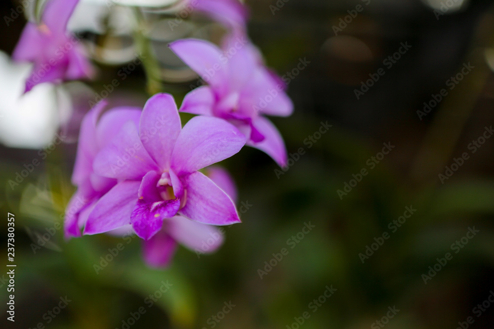 pink flower in the garden