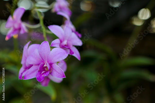 purple flower in the garden