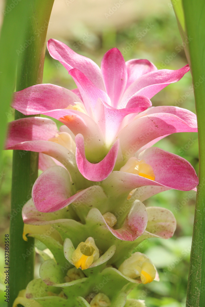 Fototapeta premium Curcuma at garden