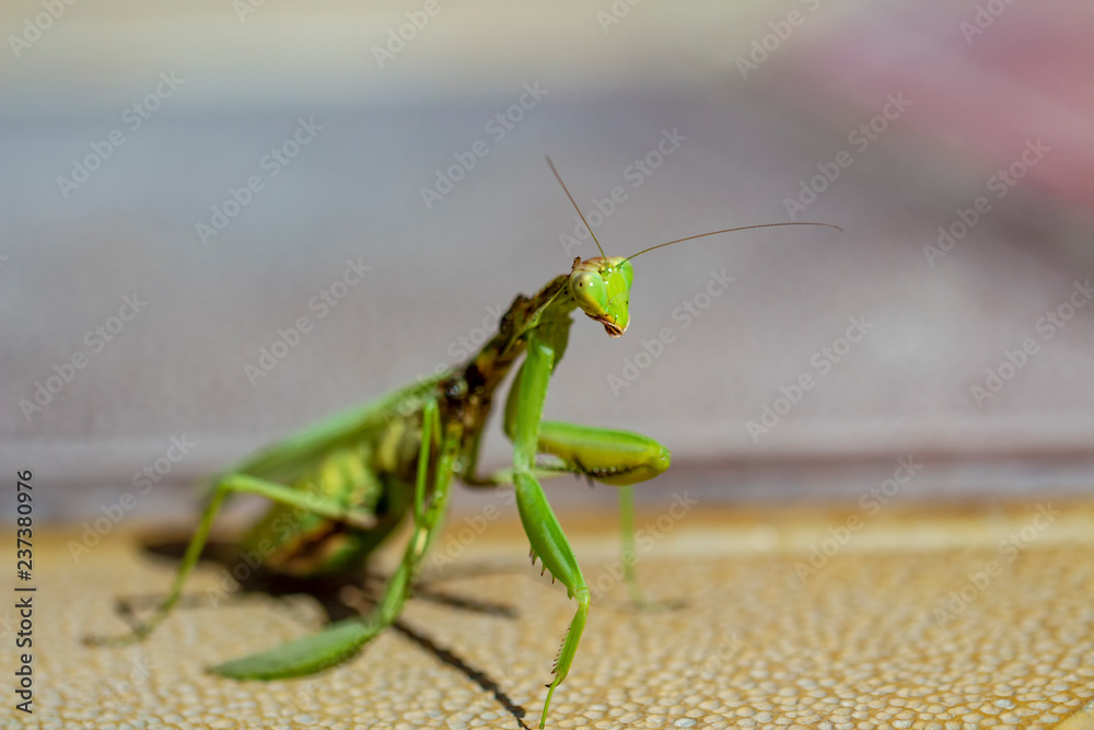 Mantis insect, adult. Search for a couple for procreation. Mantis insect, adult. Search for a couple for procreation.