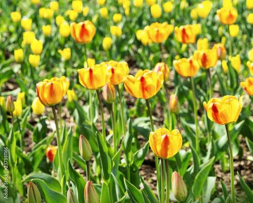Natural flowery background with many bright flowers. Field of tulips. Flowery background.