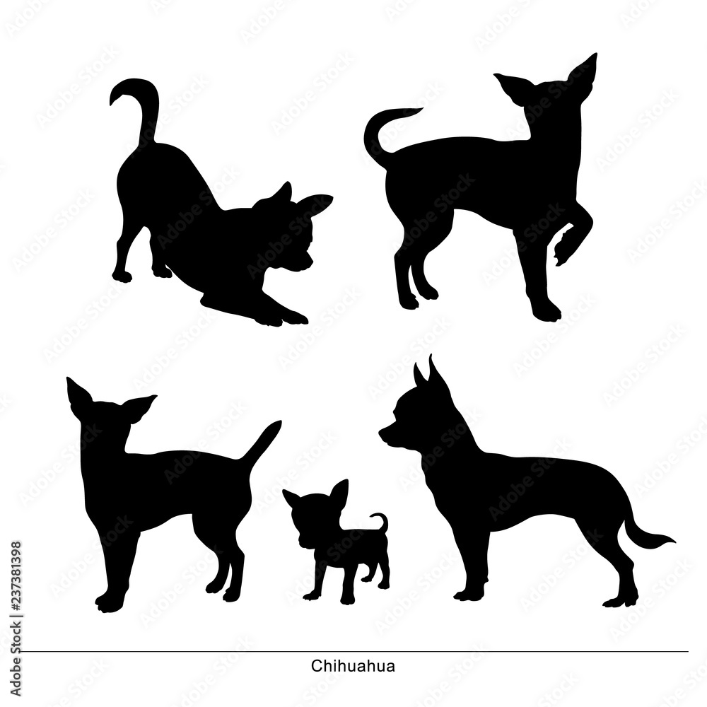 Chihuahua breed dog. Vector silhouette of the dog