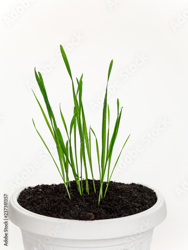 Wheatgrass in a pot. On a white background.