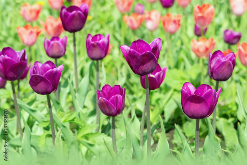 Beautiful purple tulips close up on field. Selective focus. Flowery background. © yrabota