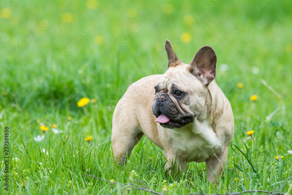 Fototapeta premium French bulldog on a grassy field