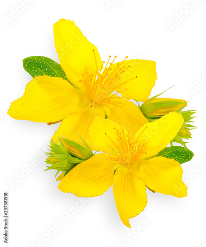 Fényképezés St. John's wort isolated on white background